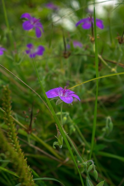 サマーガーデンのライラックの花