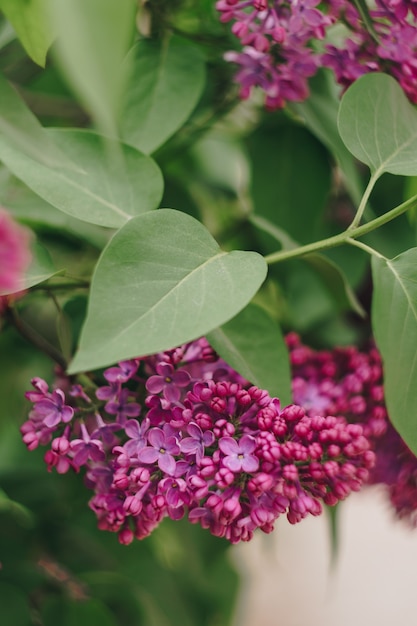 Lilac flowers with green leaves close up