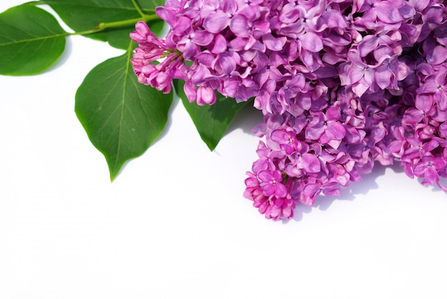 Lilac flowers with leaves