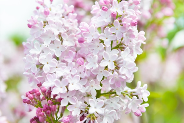 Lilac flowers