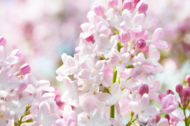 Lilac flowers