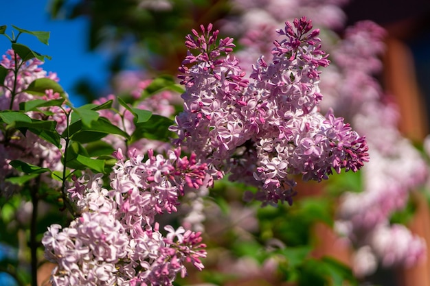 Lilac flowers