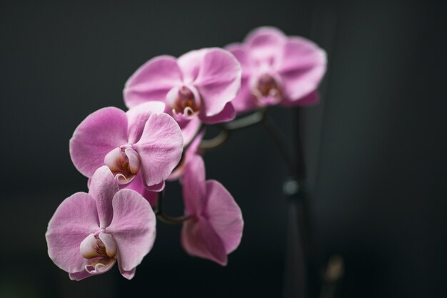 Photo lilac flowers