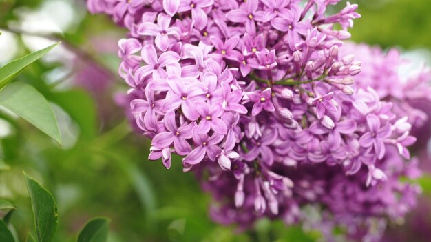 Lilac flowers