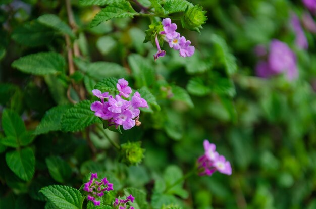 Lilac flowers