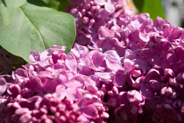 Lilac flowers