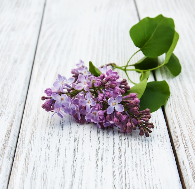 Lilac flowers