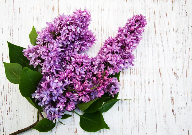 Lilac flowers