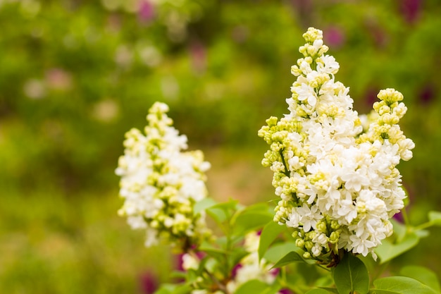 ライラックガーデン、色とりどりのライラックの花と花、春の花、トビリシ植物園