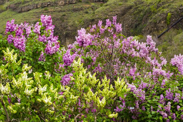 ライラックガーデン、色とりどりのライラックの花と花、春の花、トビリシ植物園