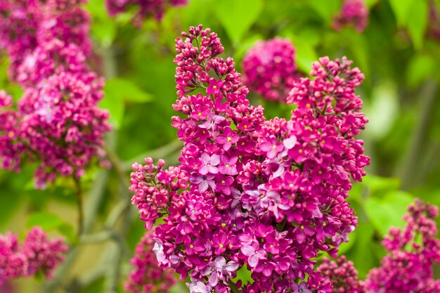 Giardino lilla, fiori e fiori lilla colorati, fiore di primavera, giardino botanico di tbilisi