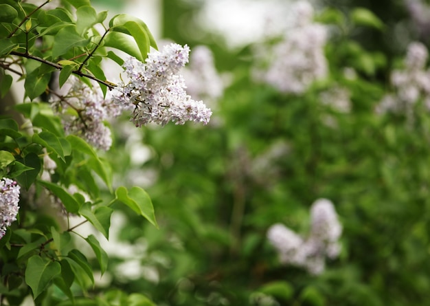 Lilac in the garden