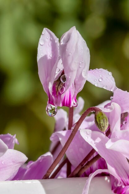 Lilac gentle cyclamens closeup with raindrops in spring sunny day