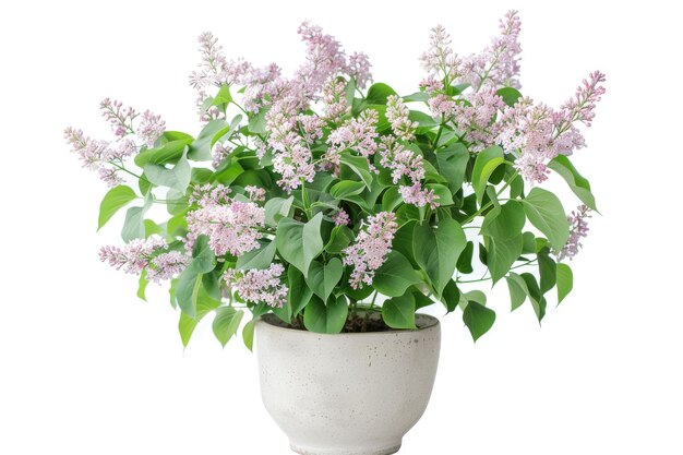 Lilac in een mooie huiselijke sfeer geïsoleerd op een witte achtergrond