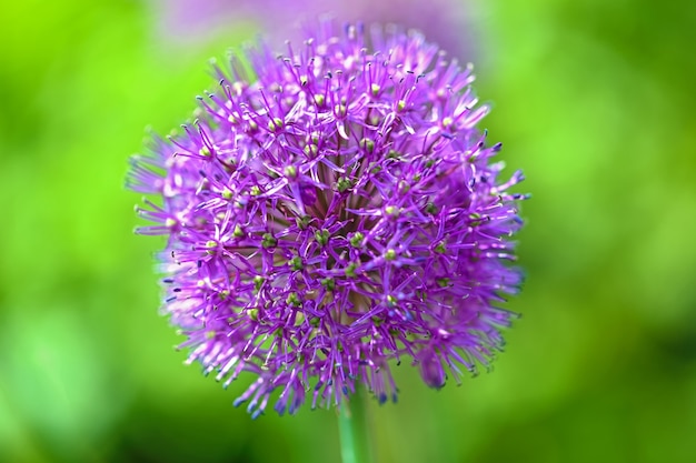 Lilac Inflorescence of garlic