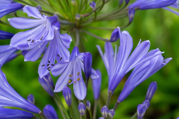 庭のアフリカのアガパンサスのライラックの花序