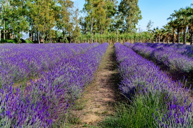 Lilac lavender field in spring. Springtime, gardening concept.