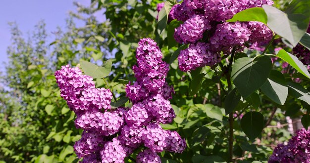 Foto fiori di lilac lilac in una stagione primaverile soleggiata.