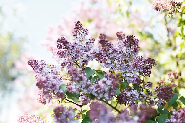 ライラック。ライラックまたはシリンジ。緑の葉とカラフルな紫色のライラック色の花。花柄。ライラックの背景テクスチャ。ライラックの壁紙