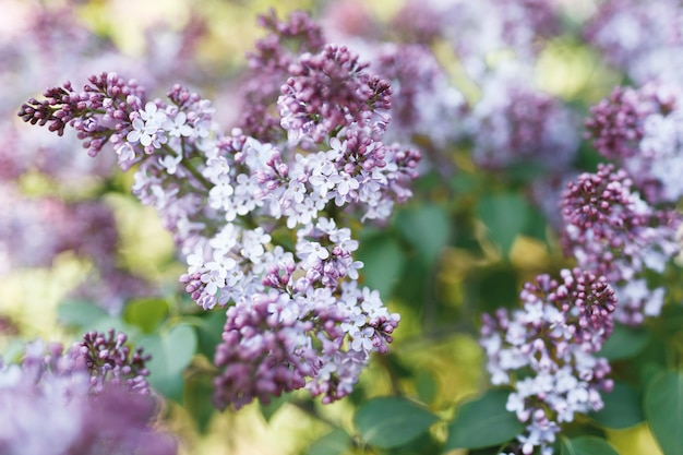 ライラック。ライラックまたはシリンジ。緑の葉とカラフルな紫色のライラック色の花。花柄。ライラックの背景テクスチャ。ライラックの壁紙