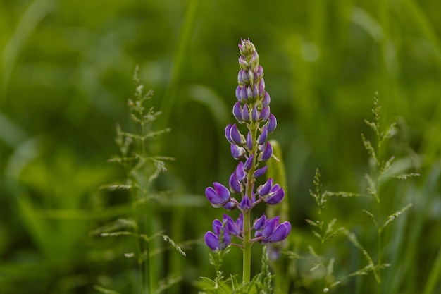 Lilac lupine bloemen in het veld