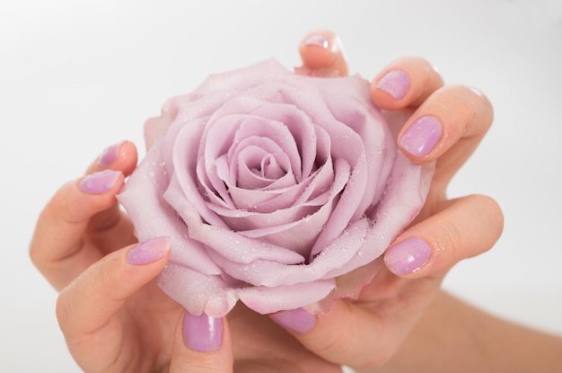 Lilac manicured hands and a rose