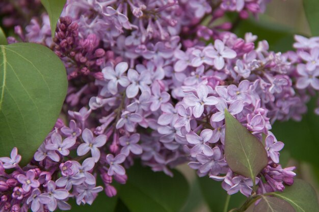 Lilac natural lilac Nature and flowers Blossoming lilac bush