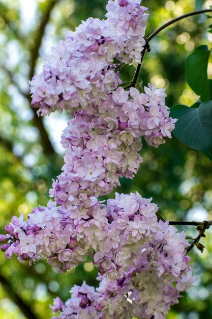 Photo lilac of the olive family branch closeup