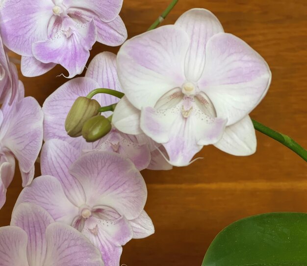 Lilac orchid flowers close up Indoor house flowers