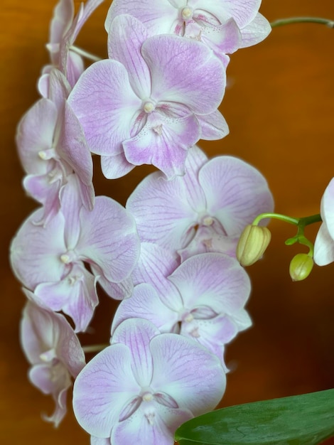 Lilac orchid flowers close up Indoor house flowers