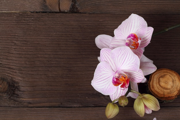 Photo lilac orchid