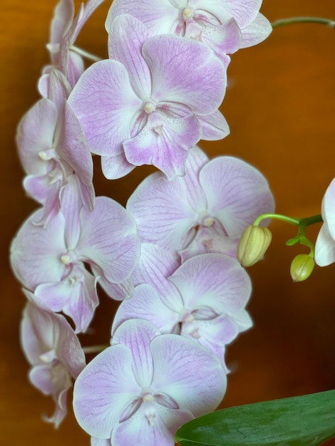 Lilac orchidee bloemen dicht binnen huis bloemen