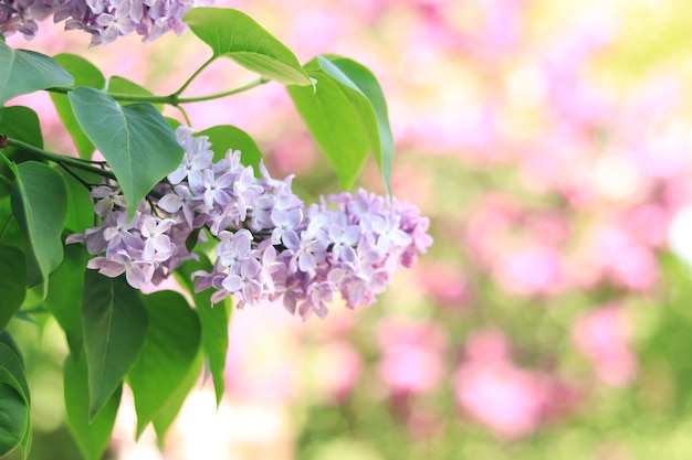 Lilac in the park Closeup image of lilac flowers in sun light