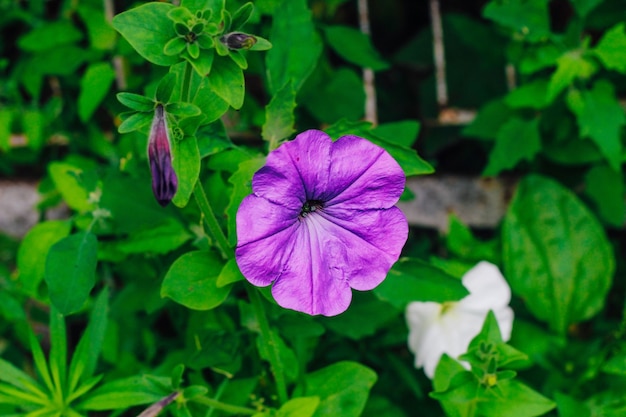 Lilac petunias in the garden close up on a green background