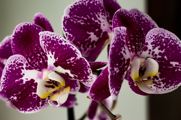 Lilac phalaenopsis. Close-up photo of orchid flower in winter or spring day