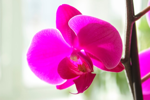 Primo piano del fiore di phalaenopsis lilla