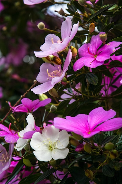 Photo lilac and pink flowers in a garden. selective focus.