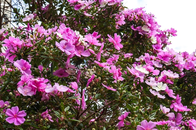 Photo lilac and pink flowers in a garden. selective focus.