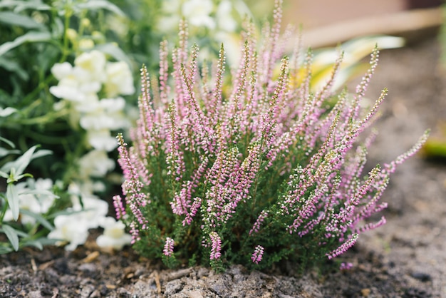 Lilac pink heather blooms in autumn in the garden