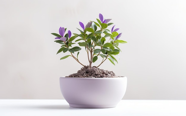 Lilac Plant Seedling in a White Bowl