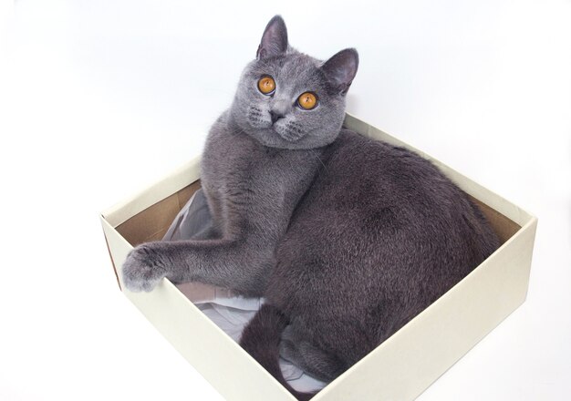 A Lilac Point Siamese sitting in a box. Shot on white background.