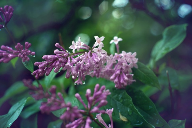 Photo lilac purple bloomed on a tree spring sunny day.