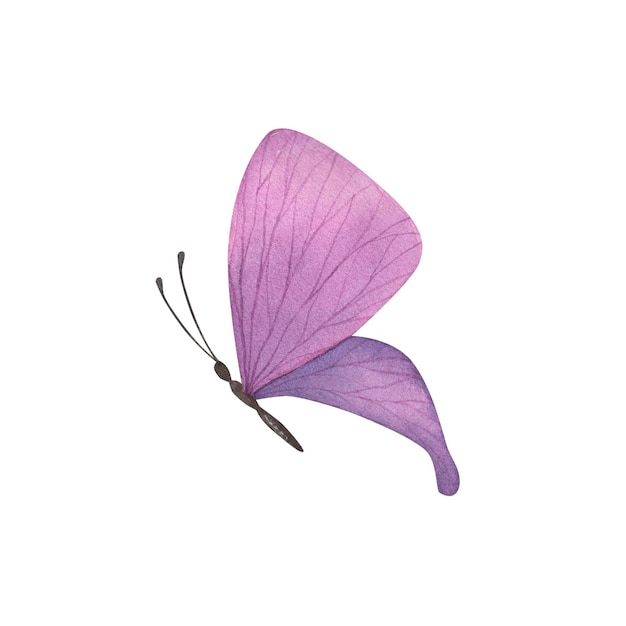 Lilac purple butterfly with detailed wings isolated Watercolor hand drawn realistic insect llustration for design