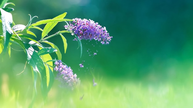 Lilac and purple summer flowers on a background of green foliage and grass in a fairy garden Macro artistic background Copy space