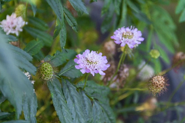 Lilac Scabiosa columbaria bloeit in het voorjaar