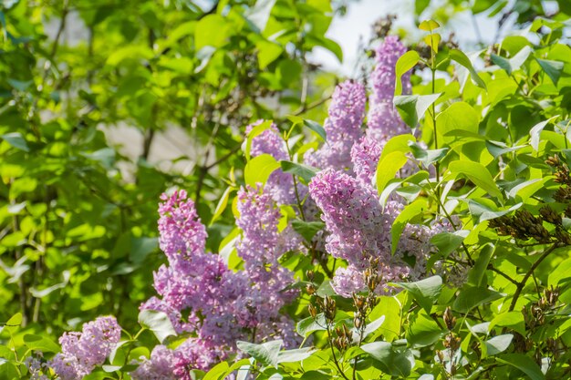 Lilac Spring Flowers