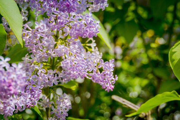 Lilac Spring Flowers