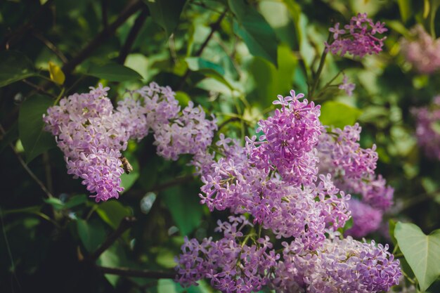 Fiori di primavera lilla