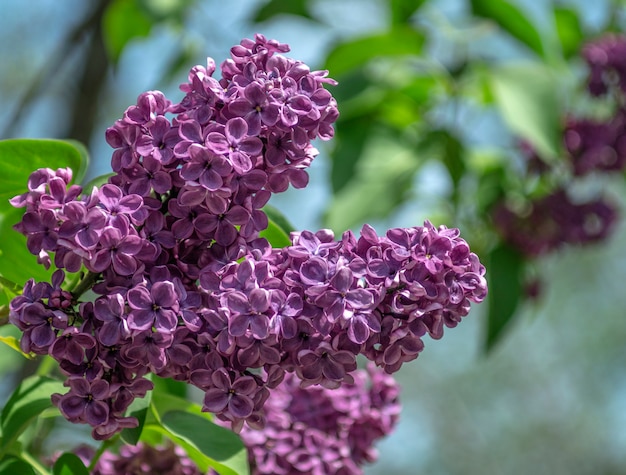 Lilac in the spring park