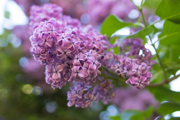 Lilac struik die in de lentetuin bloeit